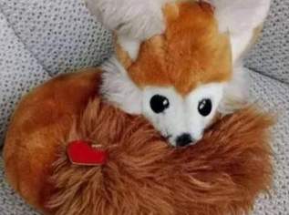 Tier mit Herz Stofftier, KLEINER Fuchs, ca 2020cm, FIXPREIS 40€ / NUR SELBSTABHOLUNG,23 Bez. KEIN Versand!