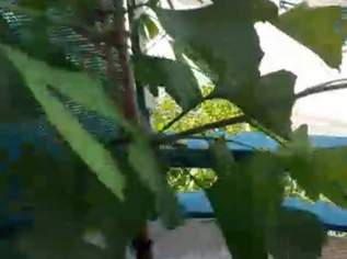 Gingo Fächerbaum 112 Hoch 5Euro, 5 €, Haus, Bau, Garten-Balkon & Garten in 1210 Floridsdorf Gingo Fächerbaum 112 Hoch 5Euro, 5 €, Haus, Bau, Garten-Balkon & Garten in 1210 Floridsdorf