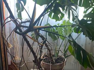 Schöner Philodendron, 55 €, Haus, Bau, Garten-Balkon & Garten in 2700 Wiener Neustadt
