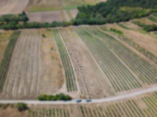 Landwirtschaftliches Grundstück in der KG Auersthal - 2183m2, 13098 €, Immobilien-Gewerbeobjekte in 2221 Groß-Schweinbarth Landwirtschaftliches Grundstück in der KG Auersthal - 2183m2, 13098 €, Immobilien-Gewerbeobjekte in 2221 Groß-Schweinbarth