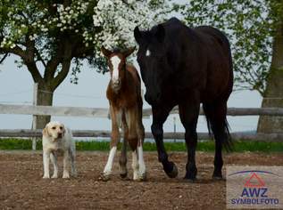 Schwand / Gilgenberg - Toplage am Ortsrand!, 0 €, Immobilien-Grund und Boden in 5134 Ottenschwand