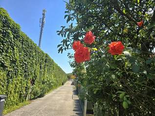 "KLG-Einfamilienhaus auf Eigengrund – Sanierungsbedürftig, aber voller Möglichkeiten", 319000 €, Immobilien-Häuser in 1110 Simmering