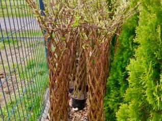 Geflochtener Weidenbaum – lebende Deko für deinen Garten! Geflochtener Weidenbaum – lebende Deko für deinen Garten!
