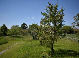 Viel Natur und kein Bauzwang, 135000 €, Immobilien-Grund und Boden in 3484 Gemeinde Grafenwörth