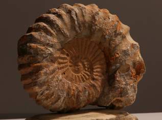 Fossilien / Versteinerung, Ammonit (D)