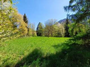 Traumhaftes, sonniges Grundstück mit altem Baumbestand mitten im Almtal, in erhöhter, idyllischer Natur-Ruhelage!, 319000 €, Immobilien-Grund und Boden in 4644 Scharnstein