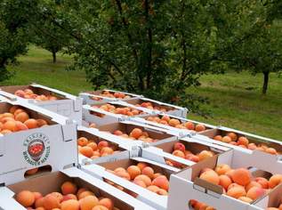 Wachauer Marille: ca. 8,1 ha MarillengÃ€rten in Toplage in der Wachau!, 0 €, Immobilien-Grund und Boden in 3620 Schwallenbach