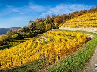 Großzügiges Weingut mit umfangreichen Hallen- und Lagerflächen, 5450000 €, Immobilien-Gewerbeobjekte in 7122 Gols Großzügiges Weingut mit umfangreichen Hallen- und Lagerflächen, 5450000 €, Immobilien-Gewerbeobjekte in 7122 Gols