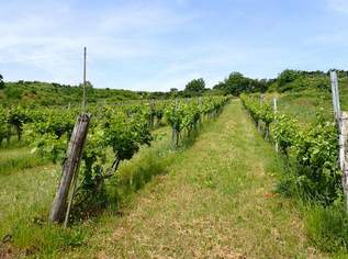 SELTENE GELEGENHEIT: WEINGÄRTEN IN ENGELMANNSBRUNN, FELS AM WAGRAM, RUPPERSTHAL UND THÜRNTHAL - WEINGARTEN, LANDWIRTSCHAFTLICHE FLÄCHE, 450000 €, Immobilien-Grund und Boden in 3470 Engelmannsbrunn SELTENE GELEGENHEIT: WEINGÄRTEN IN ENGELMANNSBRUNN, FELS AM WAGRAM, RUPPERSTHAL UND THÜRNTHAL - WEINGARTEN, LANDWIRTSCHAFTLICHE FLÄCHE, 450000 €, Immobilien-Grund und Boden in 3470 Engelmannsbrunn