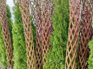 Geflochtener Weidenbaum – lebende Deko für deinen Garten!, 30.9 €, Haus, Bau, Garten-Balkon & Garten in 6322 Gemeinde Kirchbichl Geflochtener Weidenbaum – lebende Deko für deinen Garten!, 30.9 €, Haus, Bau, Garten-Balkon & Garten in 6322 Gemeinde Kirchbichl