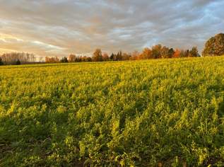 Charmantes Holzblockhaus (Wunsch-Haus) in wunderschöner Natur- und Aussichtslage in Bubing, 319000 €, Immobilien-Häuser in 4782 St. Florian am Inn Charmantes Holzblockhaus (Wunsch-Haus) in wunderschöner Natur- und Aussichtslage in Bubing, 319000 €, Immobilien-Häuser in 4782 St. Florian am Inn