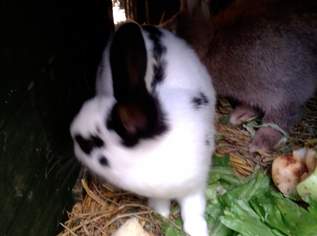 Zwergkaninchen 13wöchig, 15 €, Marktplatz-Tiere & Tierbedarf in 1100 Favoriten