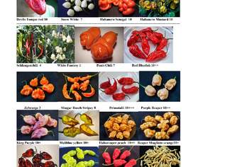 Samen CHILI /TOMATEN RÄRITÄTEN extrem scharfe ausgefallene Sorten