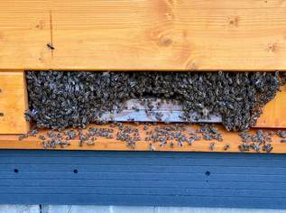 Bienen, 160 €, Marktplatz-Tiere & Tierbedarf in 3244 Gemeinde Ruprechtshofen