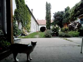 Innenhofwohnung beim Wienertor innerhalb der Stadtmauer, 690 €, Immobilien-Wohnungen in 2410 Gemeinde Hainburg an der Donau Innenhofwohnung beim Wienertor innerhalb der Stadtmauer, 690 €, Immobilien-Wohnungen in 2410 Gemeinde Hainburg an der Donau