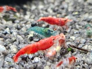 Neocaridina davidi Neocaridina davidi