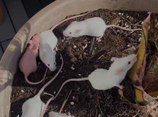 Mäuse aus Versuchslabor suchen ein liebevolles zuhause, 10 €, Marktplatz-Tiere & Tierbedarf in 3100 St. Pölten