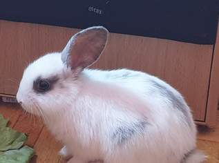 Kaninchen Wildkaninchen-Mischlinge , 80 €, Marktplatz-Tiere & Tierbedarf in 1220 Donaustadt