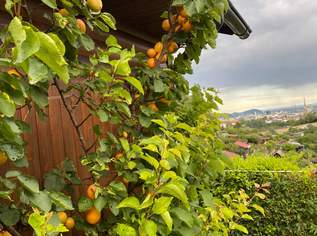 Schrebergarten- Hütte