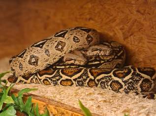 Boa c.i. het Leopard, Albino, 45 €, Marktplatz-Tiere & Tierbedarf in 4565 Inzersdorf im Kremstal