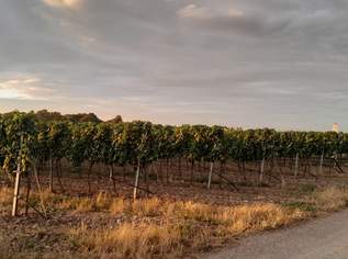 Gepflegter Weingarten mit Tropfbewässerung in 2524 Teesdorf zu verpachten, 1,4 Hektar in der Thermenregion, 1300 €, Immobilien-Grund und Boden in 2524 Gemeinde Teesdorf