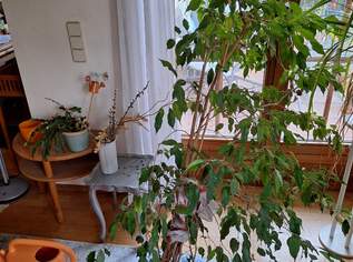 Zimmerpflanze gross, 100 €, Haus, Bau, Garten-Balkon & Garten in 2201 Gemeinde Gerasdorf bei Wien