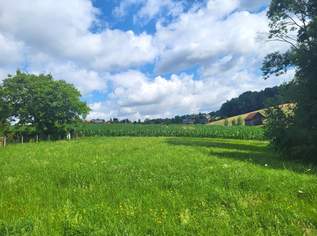 Idylle PUR! Kein Trubel - nur NATUR!, 265000 €, Immobilien-Grund und Boden in 4421 Aschach an der Steyr Idylle PUR! Kein Trubel - nur NATUR!, 265000 €, Immobilien-Grund und Boden in 4421 Aschach an der Steyr