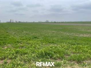 Landwirtschaftliches Grundstück, 67800 €, Immobilien-Gewerbeobjekte in 7141 Podersdorf am See Landwirtschaftliches Grundstück, 67800 €, Immobilien-Gewerbeobjekte in 7141 Podersdorf am See