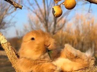 Ostern am Wörthersee: Kurzzeitmiete im April möglich, 1000.01 €, Immobilien-Wohnungen in 9201 Krumpendorf Ostern am Wörthersee: Kurzzeitmiete im April möglich, 1000.01 €, Immobilien-Wohnungen in 9201 Krumpendorf