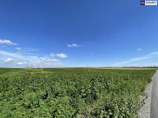 Rarität! Landwirtschaftliches Grundstück zwischen Moosbrunn und Gramatneusiedl– ca. 41.000 m² Ackerfläche zu verkaufen!, 439000 €, Immobilien-Grund und Boden in Niederösterreich