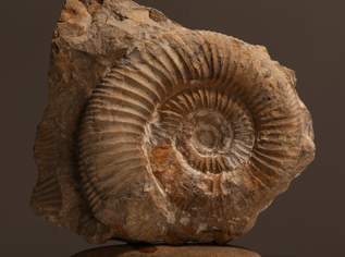 Fossilien / Versteinerung Ammonit (B), 89 €, Marktplatz-Antiquitäten, Sammlerobjekte & Kunst in 1200 Brigittenau