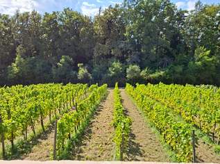 Leben im Einklang mit der Natur – Ihr eigener Weingarten in Graz Umgebung