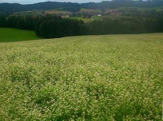 Sonniges Baugrundstück am Waldrand zu verkaufen!, 0 €, Immobilien-Grund und Boden in 3202 Mainburg