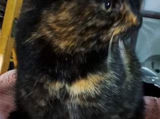 Schmusekater, null €, Marktplatz-Kontakte & Bekanntschaften in 4470 Enns