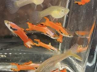 Guppys, Garnelen, Schnecken, Barsche, Channa Guppys, Garnelen, Schnecken, Barsche, Channa
