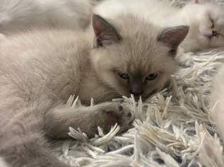 Entzückende British Colourpoint Kitten mit Echtheitszertifikat vom KKÖ