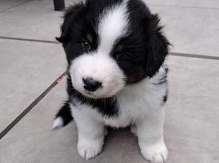 Australian Shepherd Welpen - White Creek Wave Aussies mit Stammbaum, 1200 €, Marktplatz-Tiere & Tierbedarf in 1190 Döbling Australian Shepherd Welpen - White Creek Wave Aussies mit Stammbaum, 1200 €, Marktplatz-Tiere & Tierbedarf in 1190 Döbling