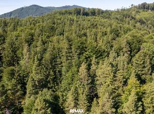 Naturnaher Mischwald mit ausgewogenem Laub- und Nadelholzbestand, 240000 €, Immobilien-Gewerbeobjekte in 4563 Micheldorf in Oberösterreich