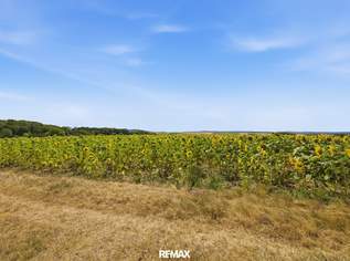 Landwirtschaftliche Fläche ´mit 7926 m² in Untermallebern zu verkaufen!, 75000 €, Immobilien-Grund und Boden in 2011 Untermallebarn Landwirtschaftliche Fläche ´mit 7926 m² in Untermallebern zu verkaufen!, 75000 €, Immobilien-Grund und Boden in 2011 Untermallebarn