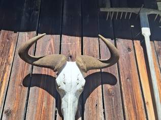 Trophäe von einem Gnu, 100 €, Haus, Bau, Garten-Geschirr & Deko in 5280 Neukirchen an der Enknach