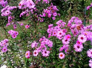 Gartenpflanze und Gräser zu verkaufen , 5 €, Haus, Bau, Garten-Balkon & Garten in 9212 Greilitz