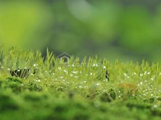 BEREITS AUFGESCHLOSSEN - Baugrundstück mit Pool wartet auf neues Haus!, 179000 €, Immobilien-Grund und Boden in 2492 Eggendorf