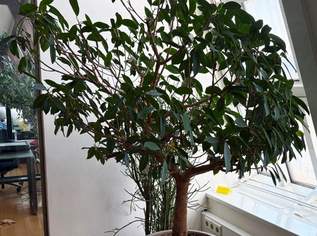 Pflanzen für Wohnung oder Büro, 0 €, Haus, Bau, Garten-Balkon & Garten in 1030 Landstraße