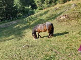 Verkaufe Pony Hengst , 4500 €, Marktplatz-Tiere & Tierbedarf in 9981 Gemeinde Kals am Großglockner