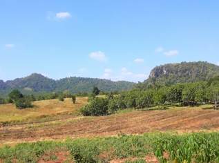 Thailand - Bio Mangofarm langfristig zu verpachten, 55000 €, Immobilien-Grund und Boden in 2130 Gemeinde Mistelbach