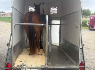 Pferdeanhänger Pferdeanhänger