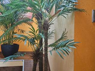 Kunstpalme wie echt, 70 €, Haus, Bau, Garten-Geschirr & Deko in 3100 St. Pölten Kunstpalme wie echt, 70 €, Haus, Bau, Garten-Geschirr & Deko in 3100 St. Pölten