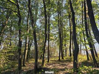 Waldgrundstücke in Salmannsdorf, 4000 €, Immobilien-Gewerbeobjekte in 7441 Salmannsdorf Waldgrundstücke in Salmannsdorf, 4000 €, Immobilien-Gewerbeobjekte in 7441 Salmannsdorf