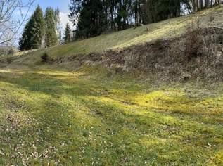 Idyllischer Baugrund am Waldrand - kein Bauzwang, traumhafte Aussicht, 230000 €, Immobilien-Grund und Boden in 5223 Sollern