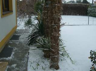 Palmen winterhart bis minus 15 Grad